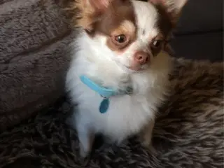 Chihuahua parring