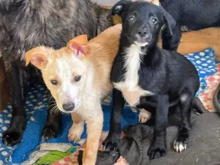 Smukke Sofus søger sit helt eget hjem🩵