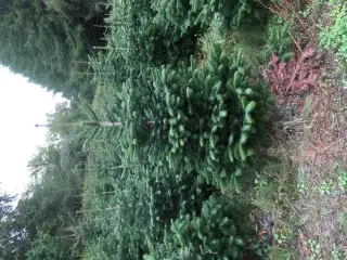 Flotte Flotte Juletræer