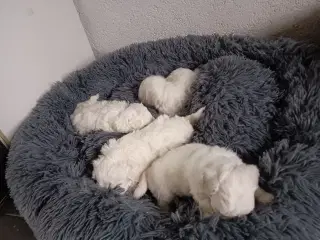 Bichon Frise