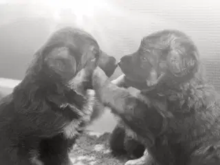 Schæfertæver søger nye familier