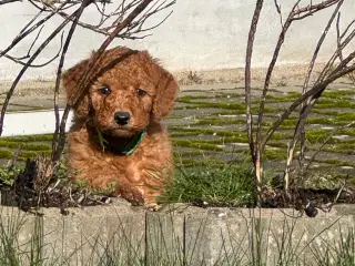 Goldendoodle multigen mellemste