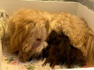 ❣️Sødeste Bichon Havanais ❣️