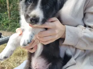 Border collie hanhvalp