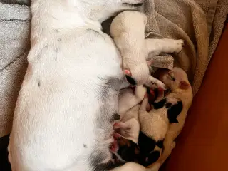 Jack russel hvalpe 