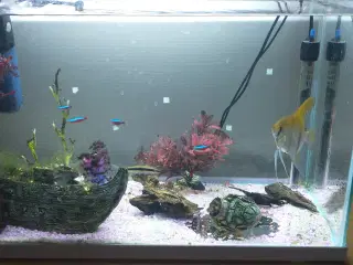 Fisk Akvarium med fisk og tilbehør
