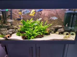 Akvarie 