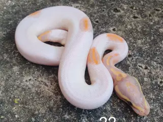 Pied kongepythons. Opdateret.