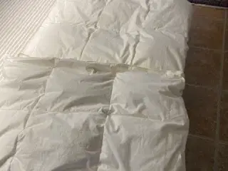 Moskusdundyne - Flora Danica Anemone Sval  