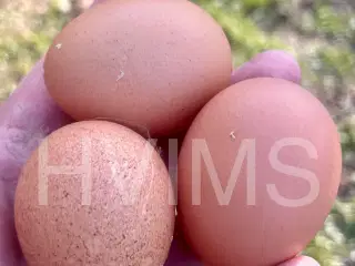 Barnevelder RUGEÆG