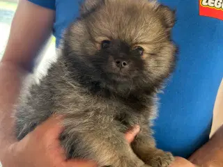 2 Pomeranian hvalpe