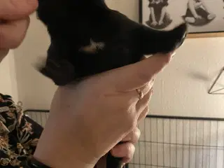 Super lækre labrador hvalpe