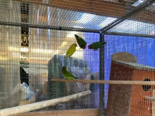 Brunhoveddvætgpapegøjer og Engelsk undulst