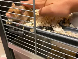 Hamster unger - 6 uger gamle