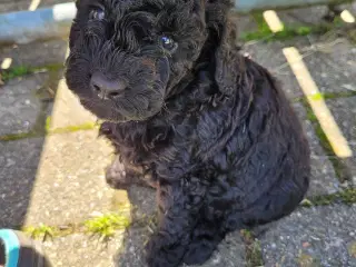 Puddelhvalpe 