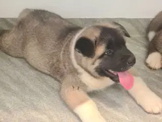 Hundehvalpe Akita American 