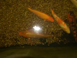 Koi karper