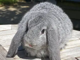 FRANSK VÆDDER HUN CHINCHILLA