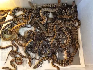 Falske Vandkobra (hydrodynastes Gigas)