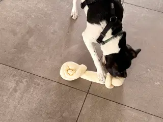 Dansk svensk gårdhund 