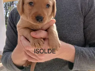 Smukke hundehvalpe søger nye gode hjem