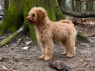 Cavapoo