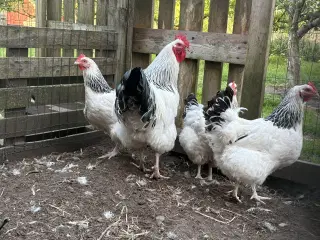 Høns flotte racehøns 