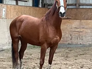 Palomino hoppe 7 år