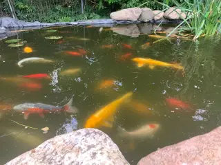 Koi, guldfisk og forskellige karper