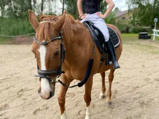 Spring/hygge/ride pony til salg!