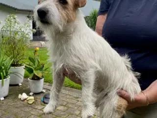 Jack Rossel Terrier tæve