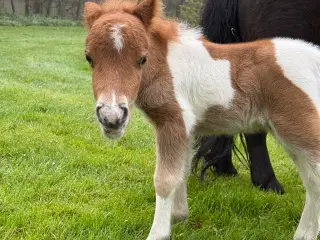 Shetlandspony mini 