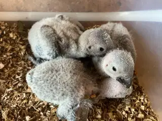 Brunhalede Grå Jaco (Timneh) unger