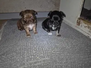 Langhåret chihuahua