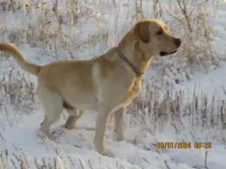 Labrador tilbydes til avl