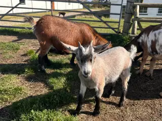 Skønne gimmer kid 