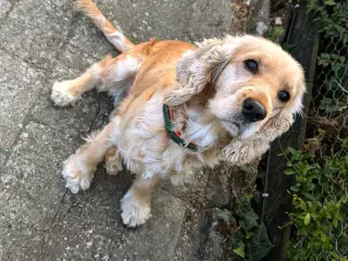 Søger parring engelsk cocker spaniel 