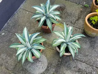 Almindelig agave 25 cm