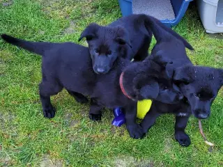Schæferhvalpe 3 sorte hanhunde