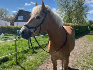 Atlanti søger sit nye hjem 