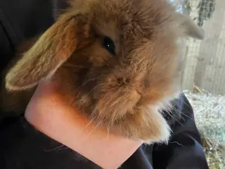 Lionlop minilop unger