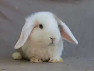 Mini lops unger 