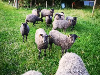 Gotlænder besætning til salg. 