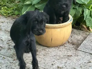 Schnauzer mellem - hvalpe