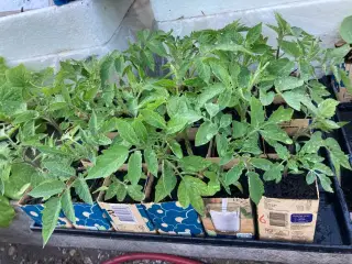 Tomat,  drivhusplanter