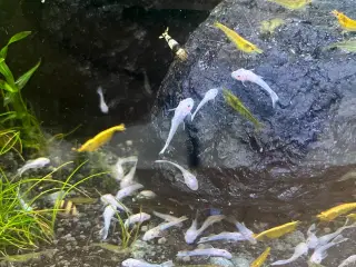 Snowwhite - L144 - Ancistrus - Sugemalle