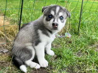 Sibirisk husky hvalpe