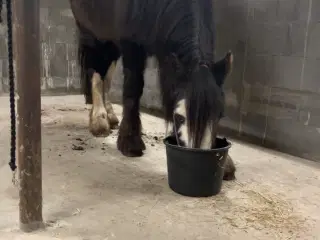 Irish cob vallak tilsalg