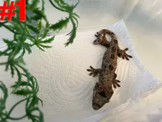 Gargoyle- og chahoua gekkoer