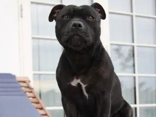 Staffordshire Bull Terrier hvalpe
